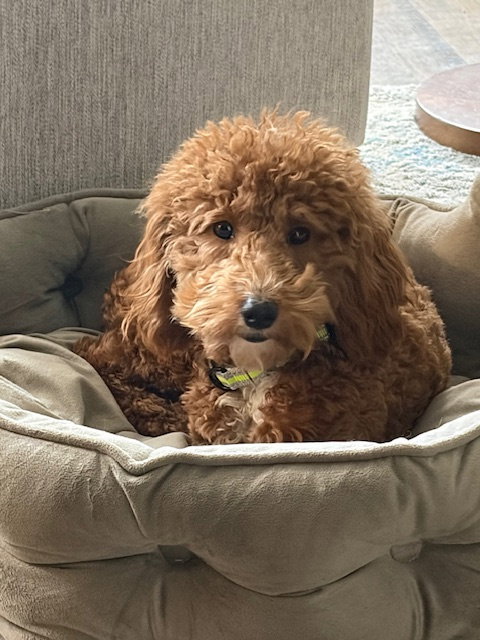 Rudy, an adoptable Poodle in Fort Wayne, IN