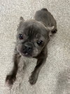Stella