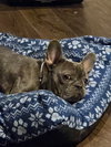 Stella
