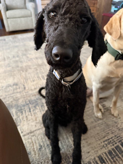 picture of the dog needing adoption