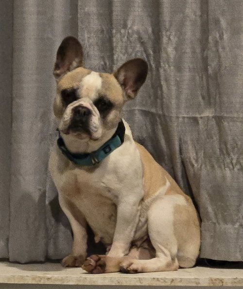 Jade, an adoptable French Bulldog in Fort Wayne, IN