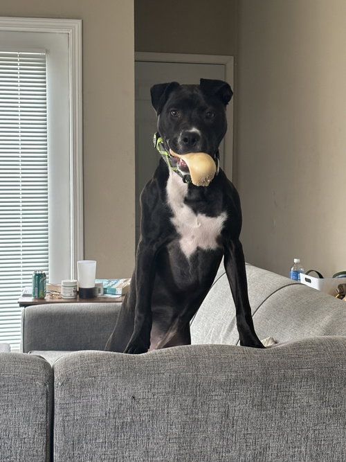 picture of the dog needing adoption