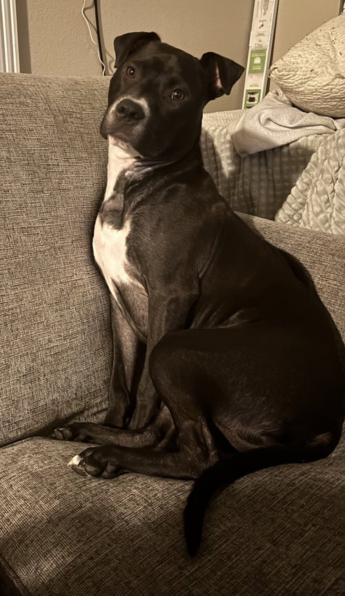 Orchid, an adoptable Pit Bull Terrier in Fort Wayne, IN