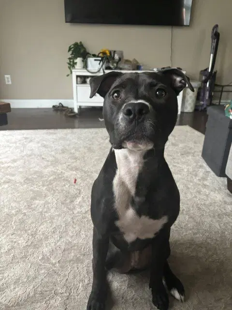 Orchid - Pit Bull Terrier