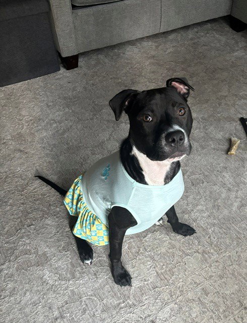 Orchid, an adoptable Pit Bull Terrier in Fort Wayne, IN