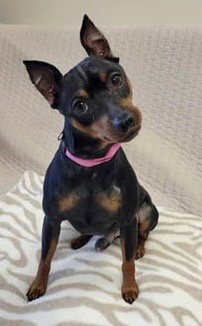 Rusty, an adoptable Miniature Pinscher in Fort Wayne, IN