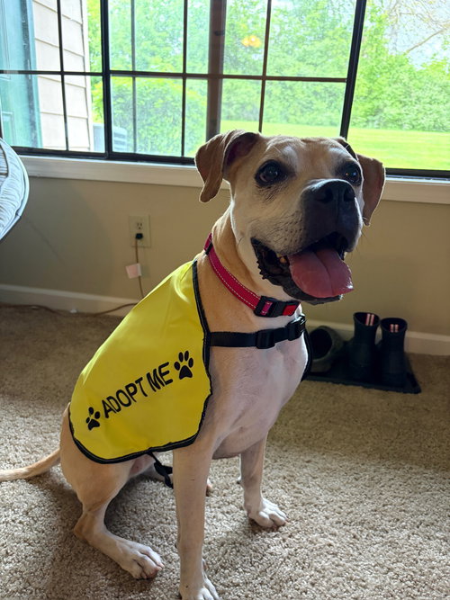 Lulu, an adoptable Boxer in Fort Wayne, IN
