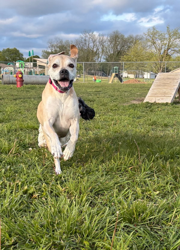Lulu