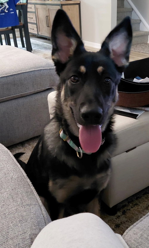 Phoebe photo 4