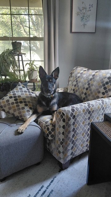 Phoebe, an adoptable German Shepherd Dog in Fort Wayne, IN