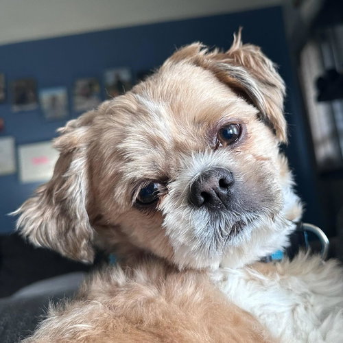 Benji, an adoptable Shih Tzu in Fort Wayne, IN