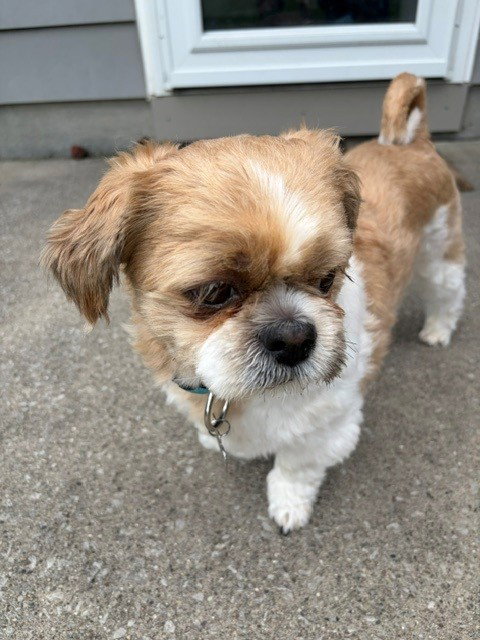 Benji photo 2