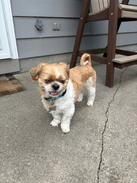 Benji photo 3