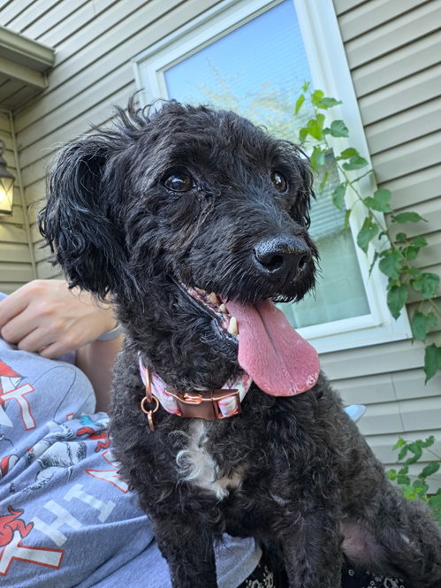 picture of the dog needing adoption