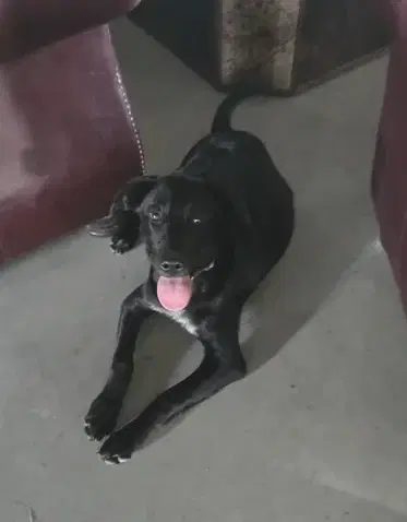 Molly image 2