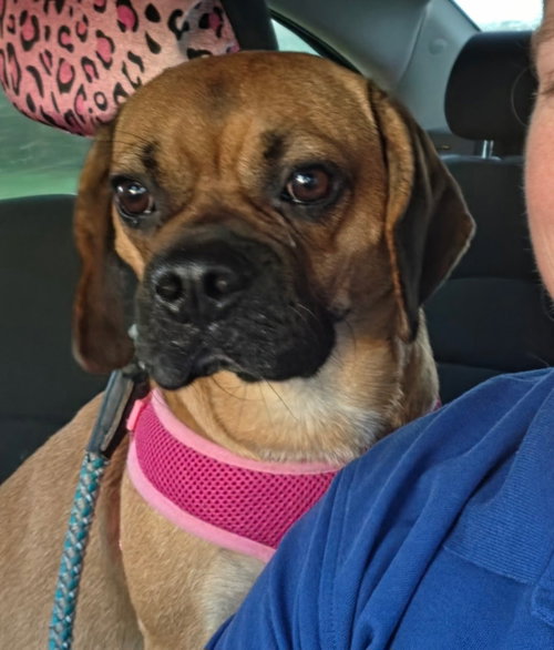 Romeo, a dog for adoption from Perfect Paws Pet Rescue, Inc.