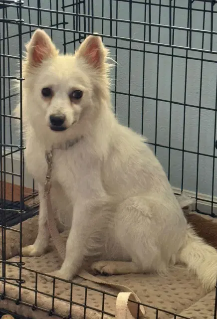 Snow - American Eskimo Dog