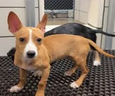 Lily - Chihuahua