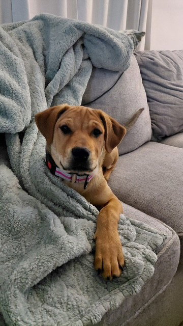 Olive, photo 2