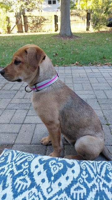 Olive, photo 3