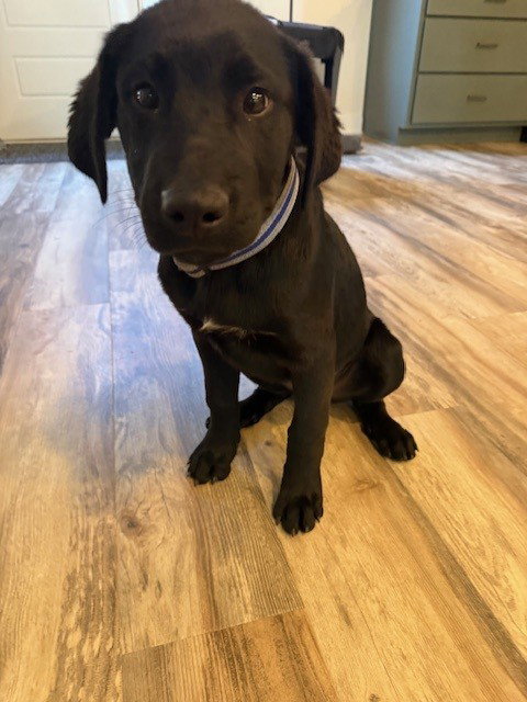 Jasper, photo 3