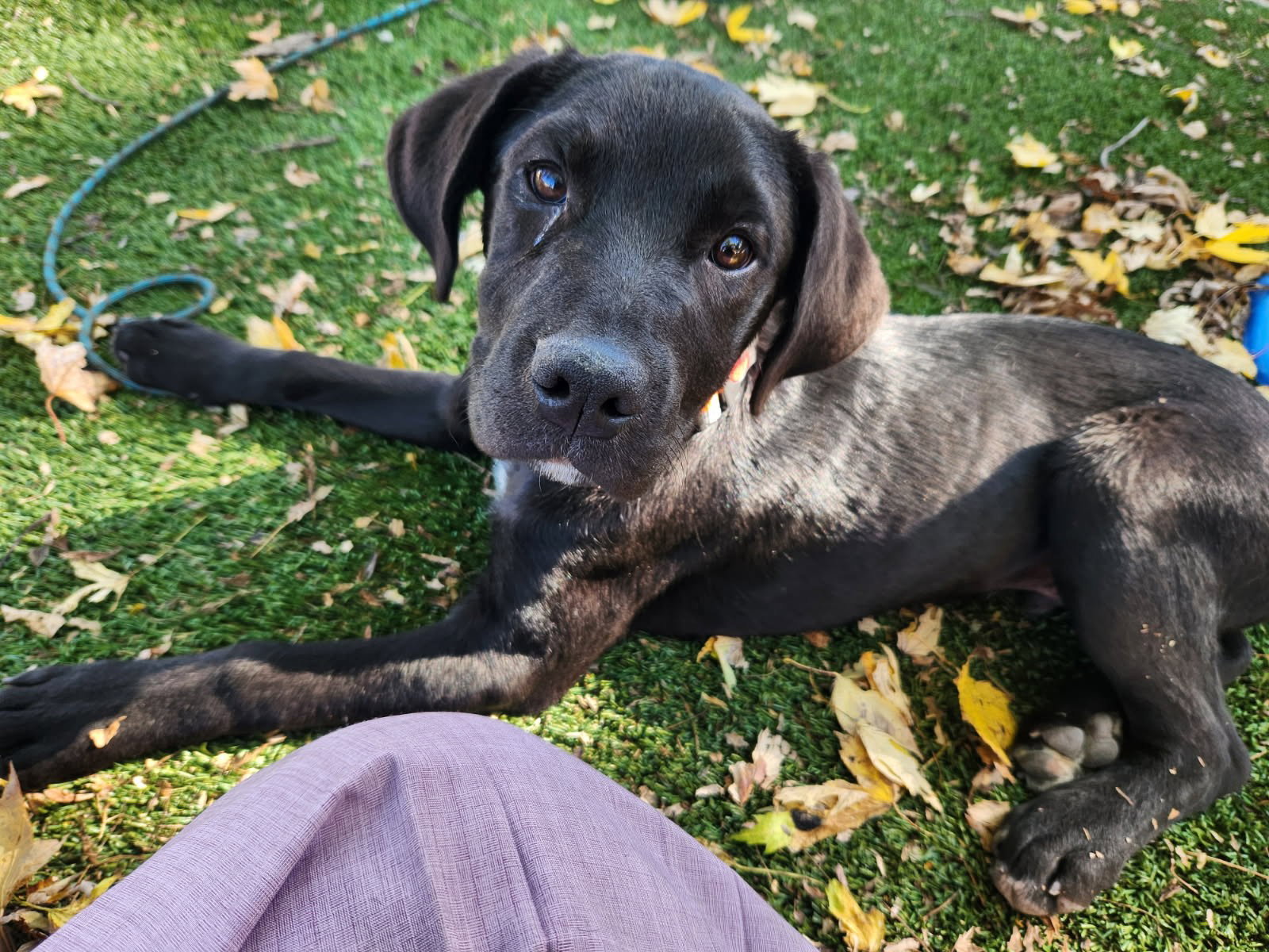 Jax