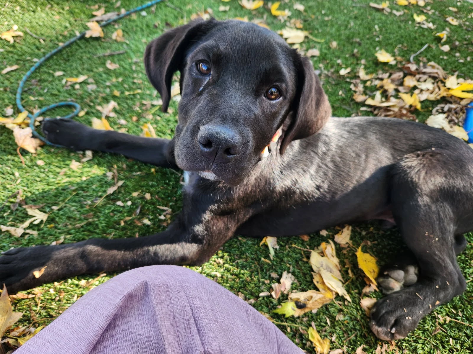 Jax