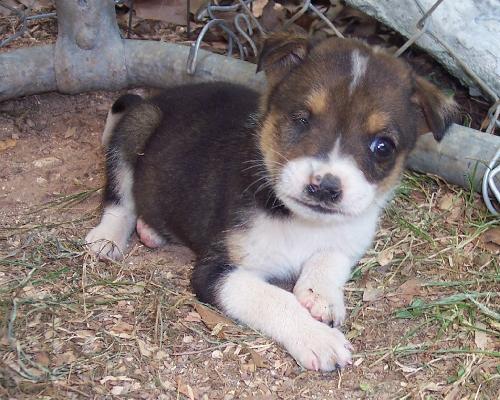 Munchkin