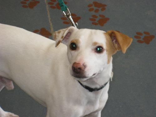 Wishbone
