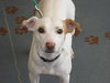 Wishbone