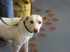 Wishbone