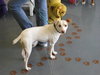 Wishbone