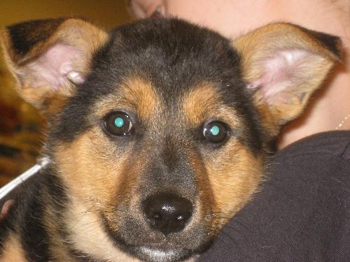 Bitsie