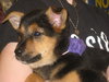 Bitsie
