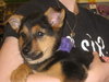 Bitsie