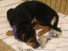 Bitsie