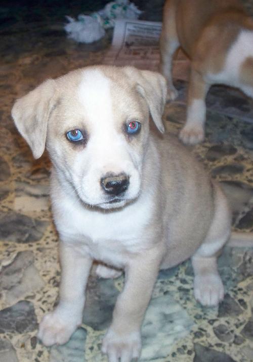 Bluebelle