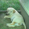 Goldie