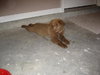 Comet