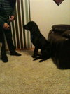 Gunner