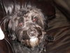 Bogie