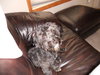 Bogie