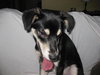 Darcy