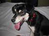Darcy