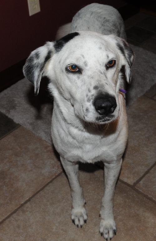 Blanca