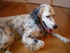 Dotti