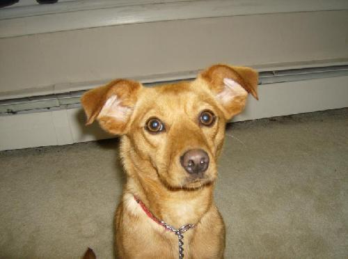 Cinnamon
