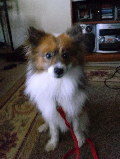 Toby