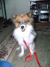 Toby