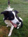 Buddy